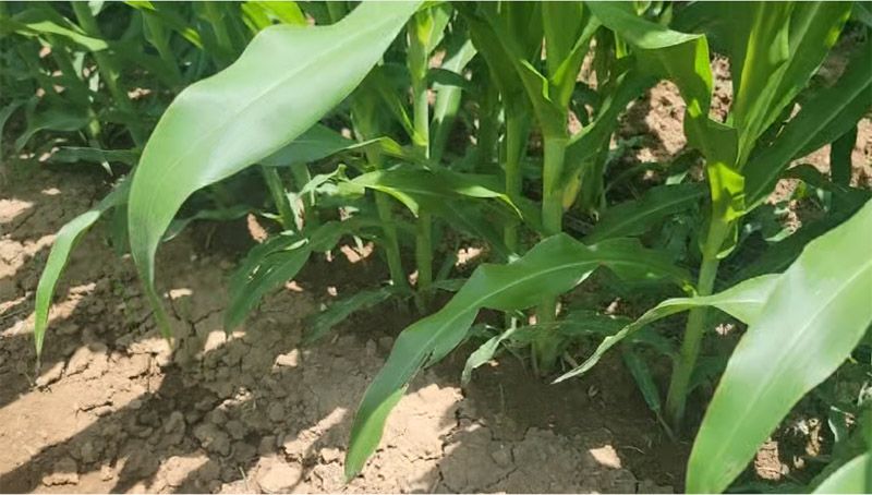 奧龍高產新模式播種玉米長勢良好